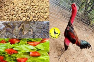 Nguyên Lý Dinh Dưỡng Cơ Bản Cho Gà Chọi